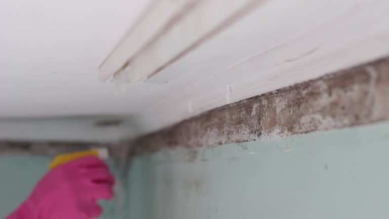 Reliable Carrabelle, FL Mold Removal Solutions