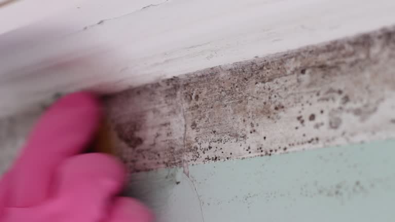 Trusted Carrabelle, FL Mold Removal Experts